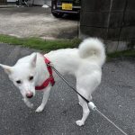 ホワイトシェパードなんかもです！
