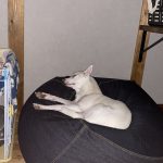 くそヤバいっす～
