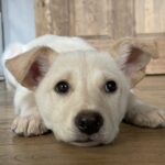 家づくり何から始めたら？